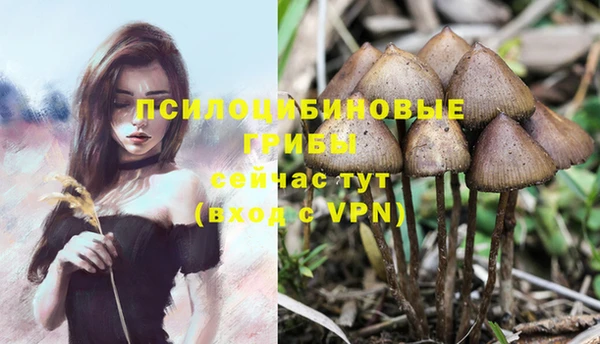 PSILOCYBIN Баксан